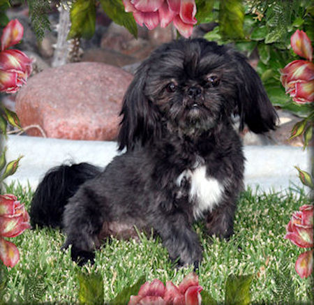 Chip Chinese Imperial Shih Tzu Studs